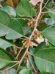 Chrysophyllum cainito