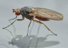 Tephrochlamys flavipes