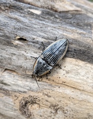 Chalcolepidius rugatus