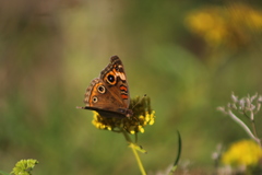Junonia neildi