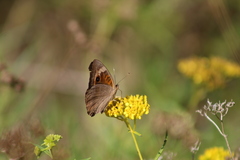 Junonia neildi