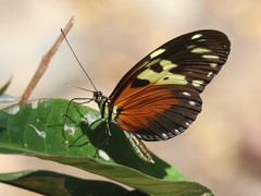 Heliconius hecale melicerta