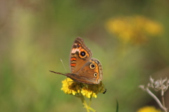 Junonia neildi