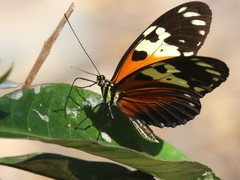 Heliconius hecale melicerta