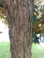 Chrysophyllum cainito