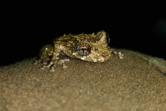 Scinax muriciensis