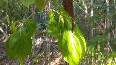 Citharexylum spinosum