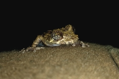 Scinax muriciensis