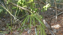 Coccothrinax proctorii