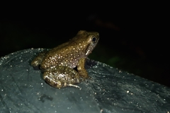 Murici Spinythumb Frog photo 5