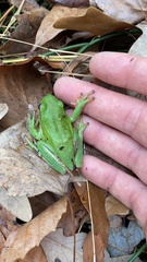 Hyla cinerea