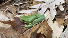 Hyla cinerea