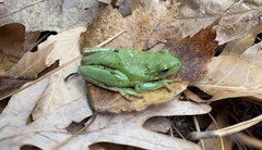 Hyla cinerea