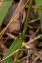 Argia tibialis