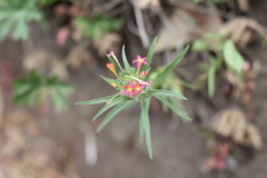 Collomia biflora