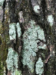 Pertusaria superiana