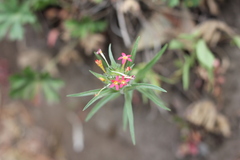 Collomia biflora