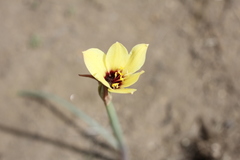 Zephyranthes gilliesiana