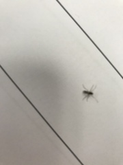 Insecta