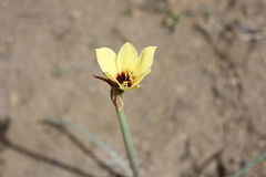 Zephyranthes gilliesiana