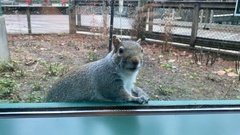 Sciurus carolinensis