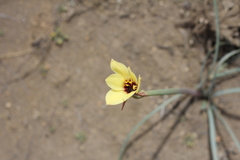 Zephyranthes gilliesiana