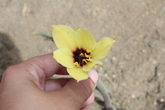 Zephyranthes gilliesiana