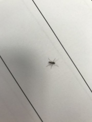 Insecta