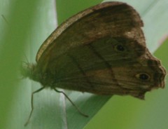 Malaveria alcinoe