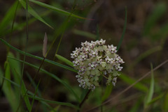 Asclepias michauxii