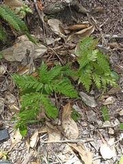 Pteris carsei