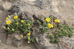 Notopappus prunelloides