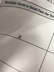 Insecta
