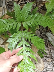 Pteris carsei