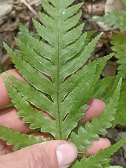 Pteris carsei