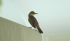 Acrocephalus orientalis