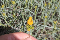 Calceolaria germainii