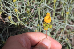 Calceolaria germainii