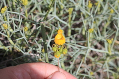 Calceolaria germainii