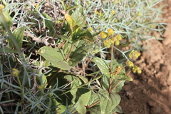 Calceolaria germainii