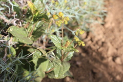 Calceolaria germainii