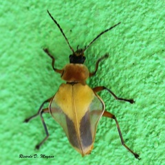 Chauliognathus expansus