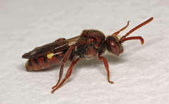 Nomada ruficornis