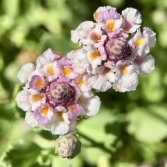 Phyla nodiflora minor