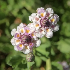 Phyla nodiflora minor