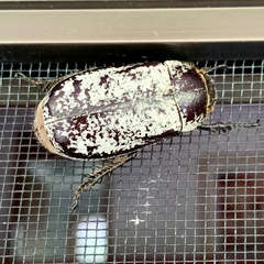 Dermolepida albohirtum