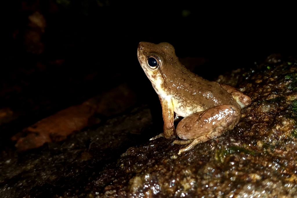 Murici Spinythumb Frog