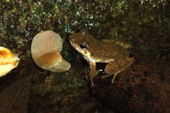 Murici Spinythumb Frog photo 3