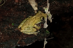 Scinax muriciensis