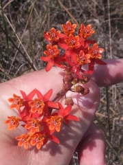 Asclepias lanceolata image